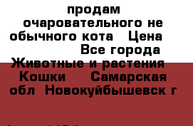 продам очаровательного не обычного кота › Цена ­ 7 000 000 - Все города Животные и растения » Кошки   . Самарская обл.,Новокуйбышевск г.